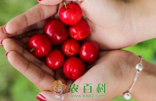 色泽鲜艳的樱桃跟车厘子一样吗？它们的区别是什么？有什么功效与作用？