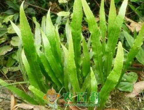 石韦价格多少钱一斤?如何种植?怎么吃?有哪些功效及作用?