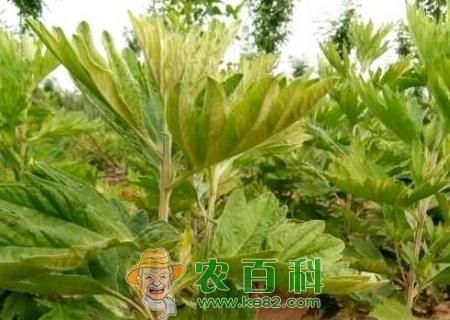 艾草都有哪些用途？对女人有什么好处？有什么副作用与禁忌？