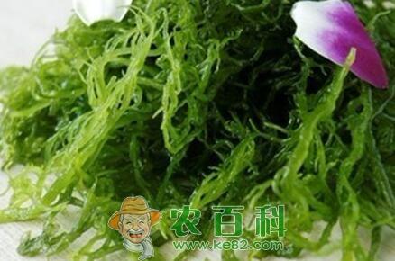 “野生名菜”龙须菜长什么样子?市场效益如何?它有什么功效作用?