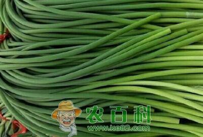 百合科蒜苔市场价多少钱一斤?什么时候采收?一亩地大约能产多少斤?市场前景如何?