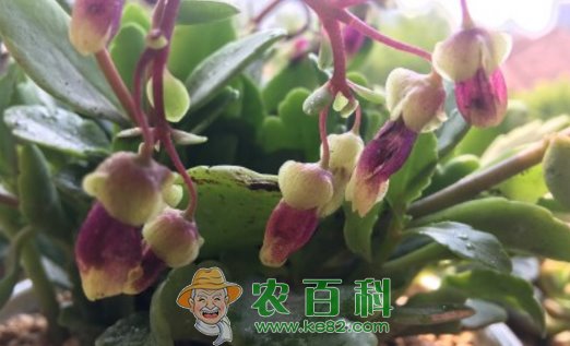 景天科宫灯长寿花有什么寓意?怎么浇水?有什么功效与作用?