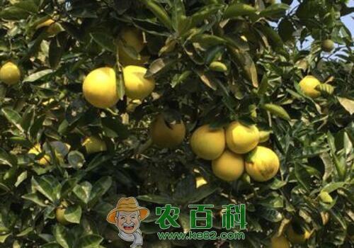 常吃柚子能去火吗?怎么挑选比较好?