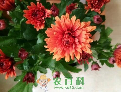 荷兰菊种子价格多少钱一斤?几月开花?如何养殖?