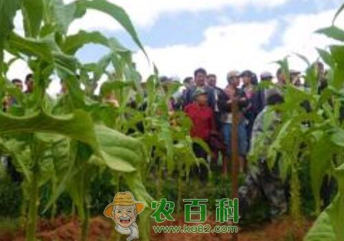 烤烟如何套种豌豆?水肥管理技术有哪些?