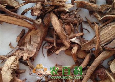 野生千斤拔价格多少钱一斤？种植前景如何？亩产值有多少？（附种植技术）