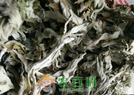 艾草都有哪些用途？对女人有什么好处？有什么副作用与禁忌？
