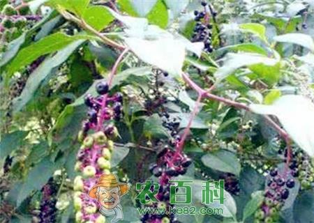现在商陆价格多少钱一斤？主要产地在哪？什么时候采挖最好？种植前景和经济效益如何？