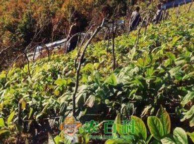 “百草之王”人参种子一般多久发芽？什么时候种植比较好？有哪些功效及作用？