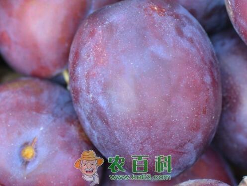 (樱桃李)李子树种植几年结果?什么时候成熟?主要价值有哪些?