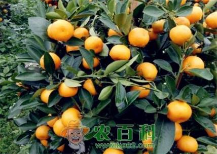 四季桔怎么种植？什么时候开花？一年长几次果实？