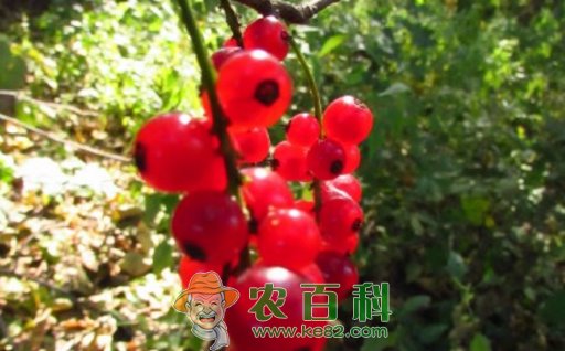 虎耳草科鹅莓有哪些品种?有什么功效与作用?怎么修剪?