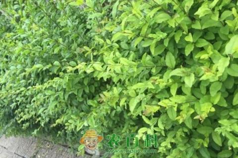 灌木小叶黄杨小苗价格多少钱一棵?怎么种植?怎么做盆景树?