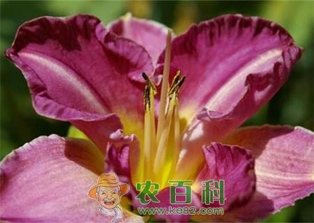 种植食用玫瑰前景如何?能赚钱吗?(附种植技术)