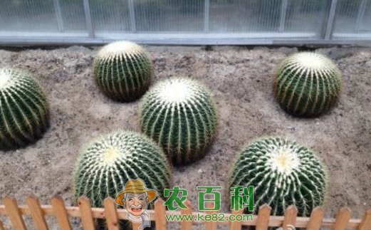 石竹目金琥球可以水培吗?和仙人球的区别是什么?有什么作用?