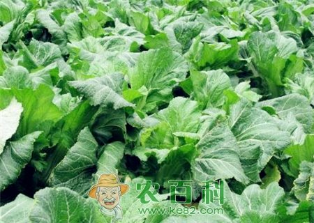儿菜什么时间播种?种植后多久成熟?(附种植技术)