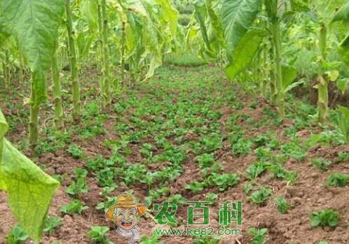 烤烟如何套种豌豆?水肥管理技术有哪些?