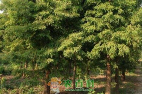 半常绿的中山杉小苗价格多少钱一棵？扦插技术有哪些？园林种植前景如何？