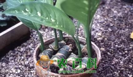 万年青怎么繁殖？