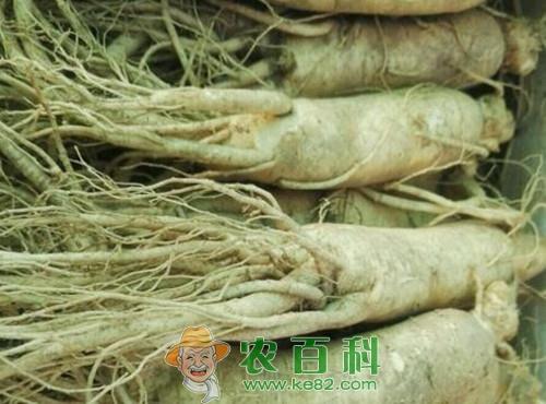 “百草之王”人参种子一般多久发芽？什么时候种植比较好？有哪些功效及作用？