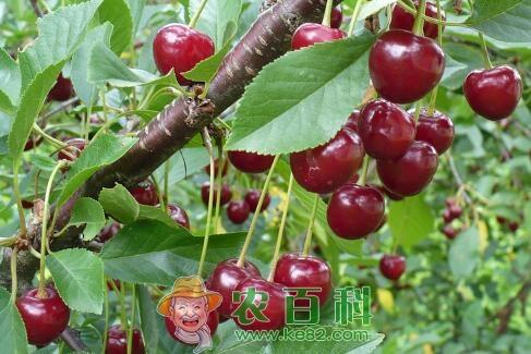 “百果第一枝”的樱桃有哪些品种?什么品种的好吃?樱桃是樱花的果实吗?