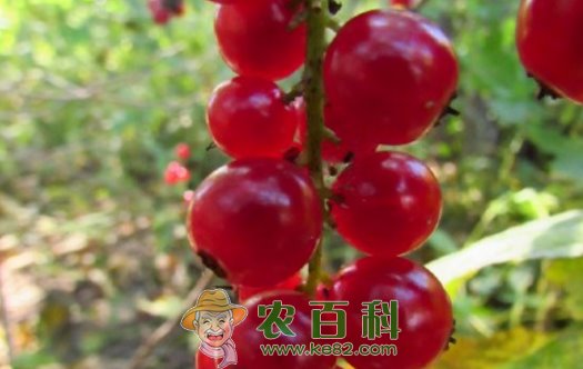 虎耳草科鹅莓有哪些品种?有什么功效与作用?怎么修剪?