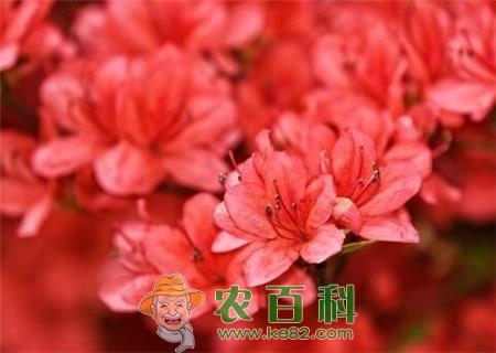 五桠果亚纲杜鹃花家庭阳台盆栽养殖方法有哪些？常见病虫害怎么防治？叶子干枯怎么办？