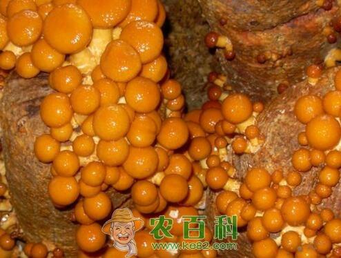 滑子菇价格多少钱一斤?怎么吃?有哪些功效及作用?