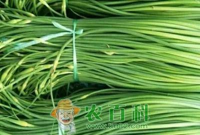 百合科蒜苔市场价多少钱一斤?什么时候采收?一亩地大约能产多少斤?市场前景如何?