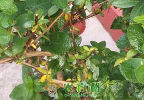 金银花通常一年开几次花？开花后要修剪吗？虫害如何防治？