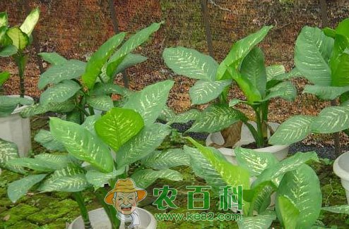 万年青怎么繁殖？