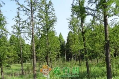 半常绿的中山杉小苗价格多少钱一棵？扦插技术有哪些？园林种植前景如何？