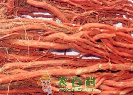 “丹心”丹参价格多少钱一斤?2018种植前景如何?一亩地收益多少?