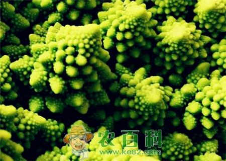 蔬菜佳品“罗马花椰菜”市场价格多少钱一斤?什么时候播种好?附栽培技术