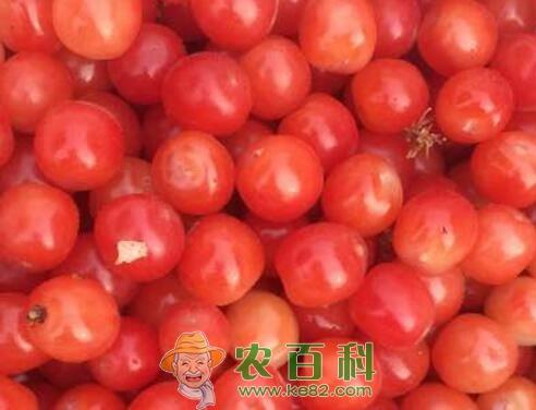 毛樱桃怎样种植？能吃吗？有哪些功效及作用？