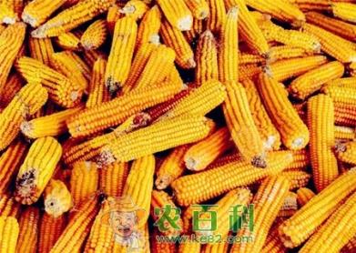 下半年大豆、玉米价格预测:价格上升概率较大!