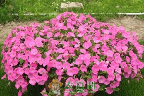 茄科矮牵牛一般什么时候播种、开花？种子价格多少钱？能活几年？种植方法有哪些？