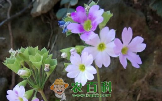 报春花属四季樱草有毒吗？怎么繁殖？有什么功效与作用？