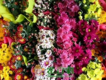 荷兰菊种子价格多少钱一斤?几月开花?如何养殖?