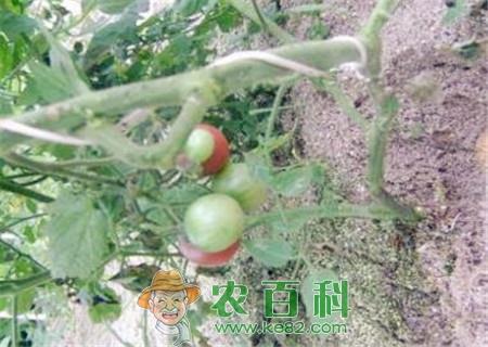 黑番茄种子价格多少钱一斤?新品种有哪些?黑番茄是转基因的吗?