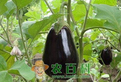 亚灌木植物茄子什么时候育苗？怎么育苗？种一亩大约需要投资多少钱？