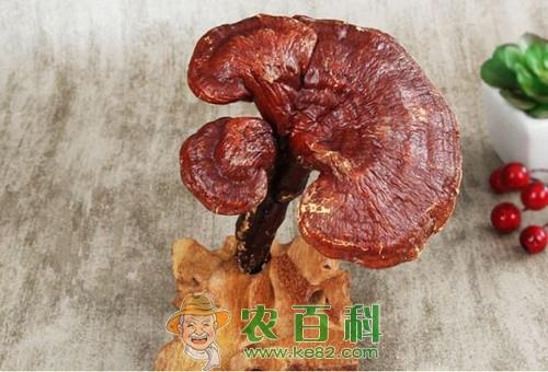 “长生不老”药野生灵芝价格多少钱一斤？具体有这十大功效与作用！你清楚吗？