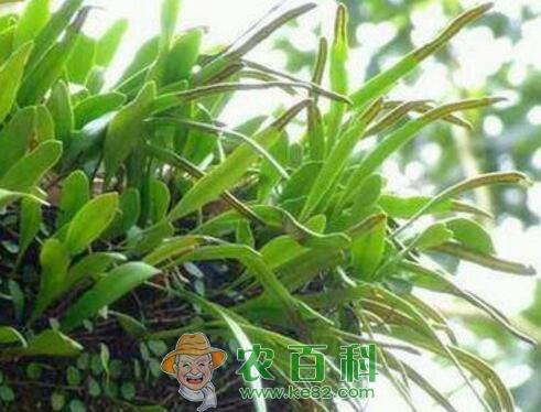 石韦价格多少钱一斤?如何种植?怎么吃?有哪些功效及作用?