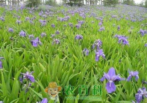 兰科鸢尾兰价格大约多少钱?什么时候种植开花?怎么种?