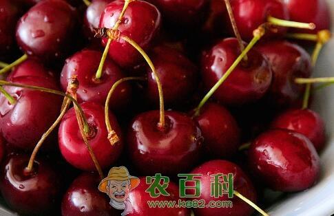 “百果第一枝”的樱桃有哪些品种?什么品种的好吃?樱桃是樱花的果实吗?