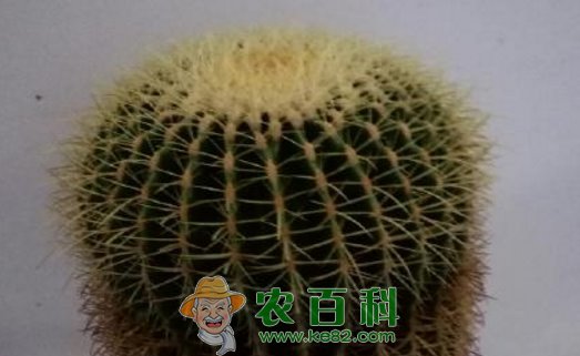 石竹目金琥球可以水培吗?和仙人球的区别是什么?有什么作用?