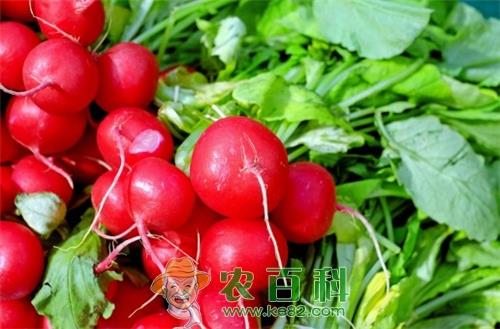 水果萝卜种植技术：2018～2020年种什么品种好?什么时候种?什么时候收?怎么种?