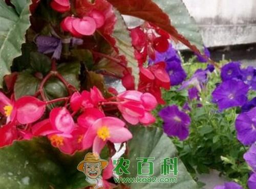 竹节海棠花苗价格多少钱一棵?如何养殖?什么时候开花?