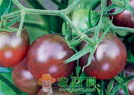 黑番茄种子价格多少钱一斤?新品种有哪些?黑番茄是转基因的吗?