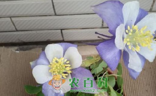 毛莨科耧斗菜的养殖方法和注意事项？什么时候开花？有什么功效和作用？